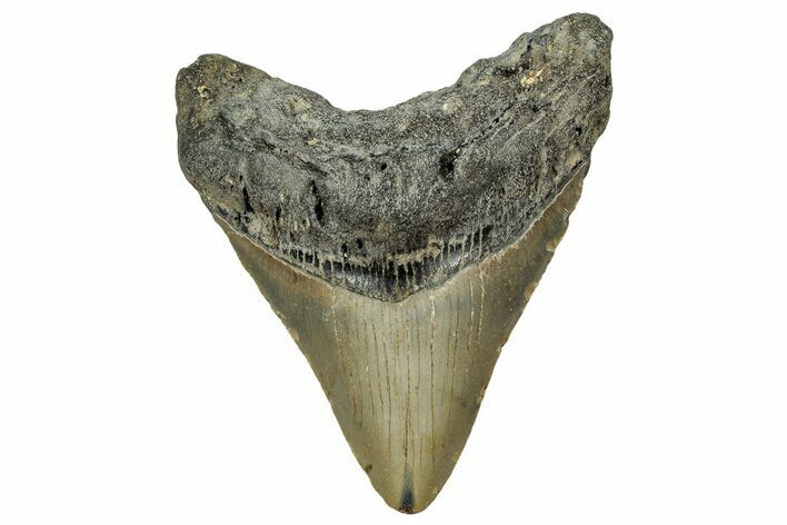 Fossil Megalodon Tooth - North Carolina #328282